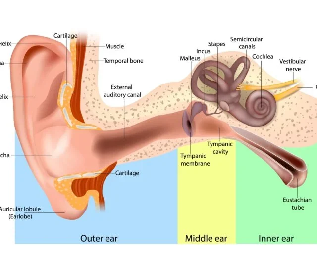 Understanding Hearing Loss Causes, Symptoms, and Treatment Options