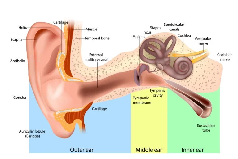 Understanding Hearing Loss Causes, Symptoms, and Treatment Options